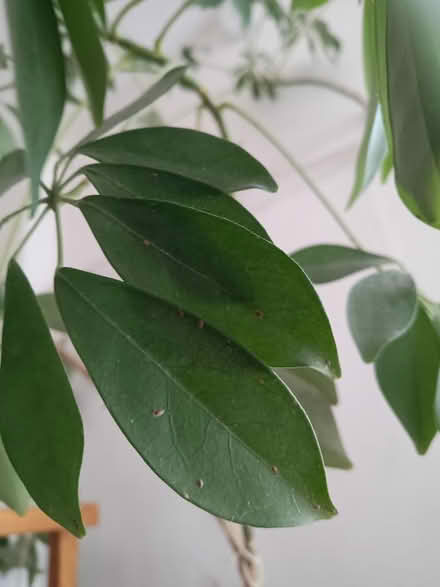Photo of free Gorgeous umbrella plant. Warning: has bugs (St Andrew's BS7) #2