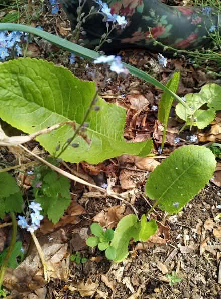 Photo of free Spare herb plants (Kennington OX1) #2