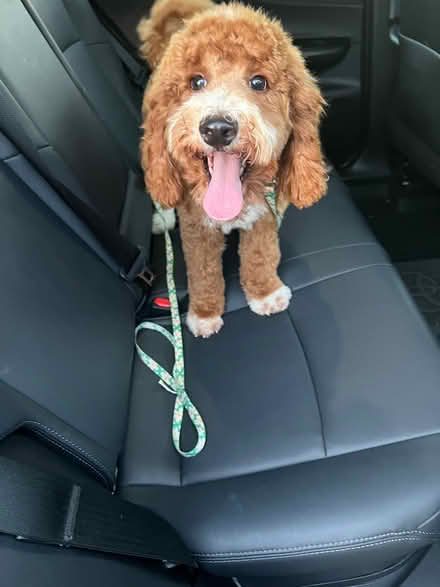 Photo of free Golden doodle (Abingdon) #3