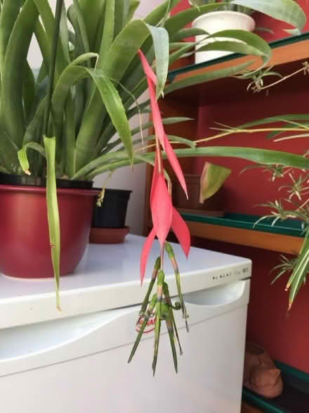 Photo of free Bromeliad Queen’s Tears indoor plant divisions (Bilton CV22) #2