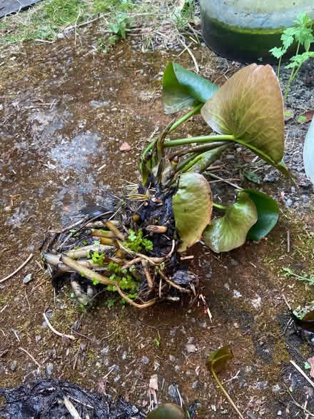 Photo of free Water Lily crowns for pond (Middlefield Farm OX28) #1