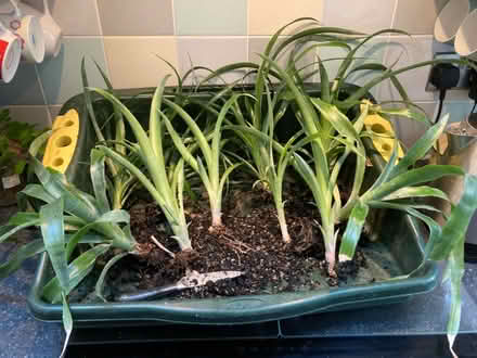 Photo of free Bromeliad Queen’s Tears indoor plant divisions (Bilton CV22) #1