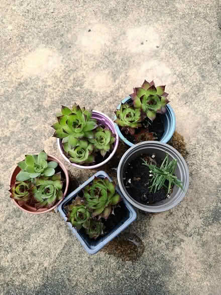 Photo of free Little pots of succulents (OX3 Wood Farm) #1