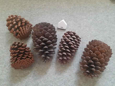 Photo of free Giant pinecones (AB10) #1