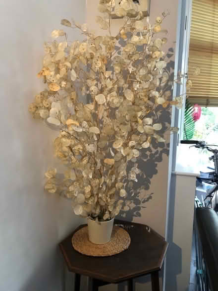 Photo of free Dried honesty in small pot (South Malling BN7) #1