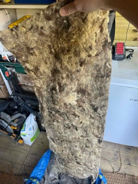 Photo of free Sheep’s Wool from packaging (Dollis Hill (NW10)) #1