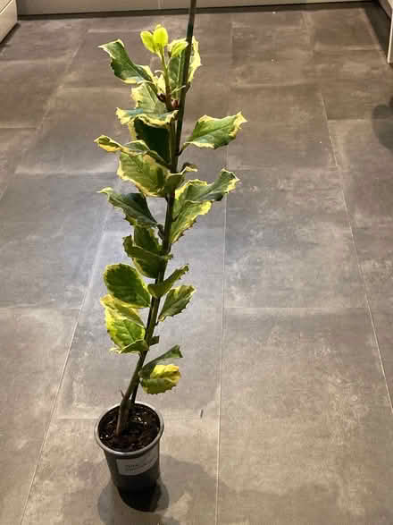 Photo of free Holly (Clewer Green SL4) #1