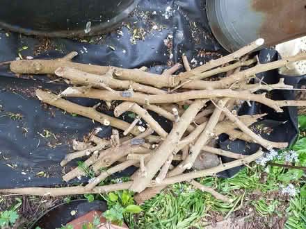 Photo of free logs (Coventry CV1) #2