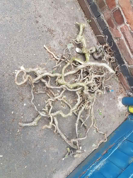 Photo of free twisty hazel branches (Coventry CV1) #1
