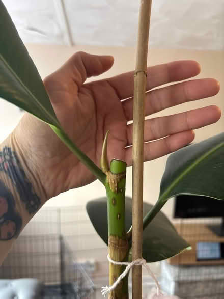 Photo of free Rubber plants (CV1) #3