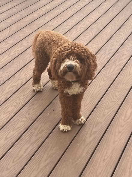 Photo of free Golden doodle (Abingdon) #1