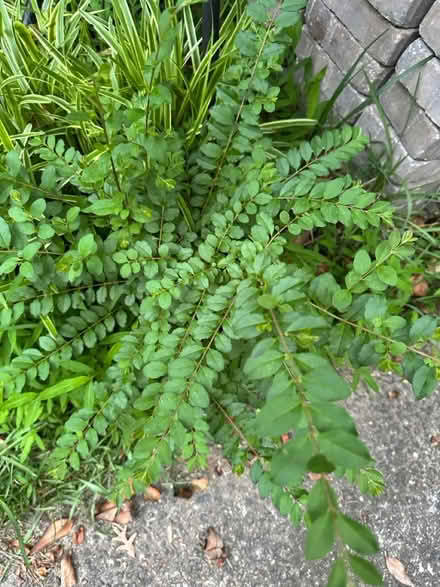 Photo of free Privet plants (Near Wade Green Road and 75) #1