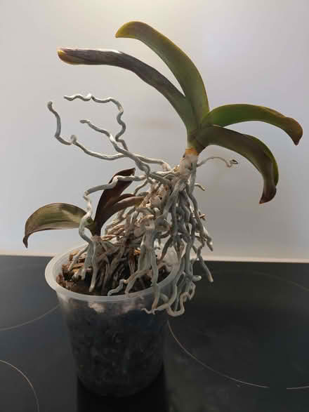 Photo of free Orchid (Gold St area NN8) #1