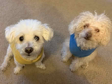Photo of free Senior dog supplements (Milpitas) #2