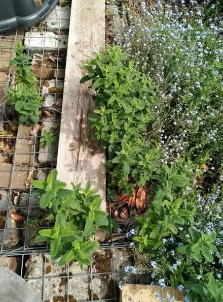 Photo of free Spare herb plants (Kennington OX1) #4