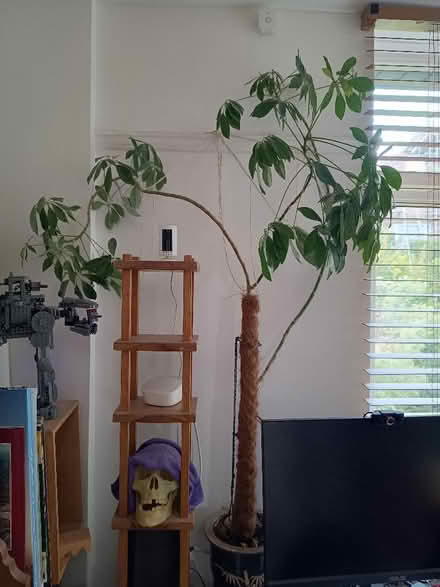 Photo of free Gorgeous umbrella plant. Warning: has bugs (St Andrew's BS7) #1