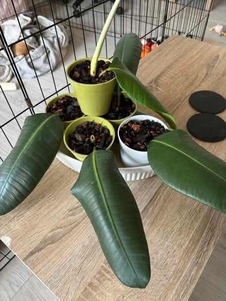 Photo of free Rubber plants (CV1) #1