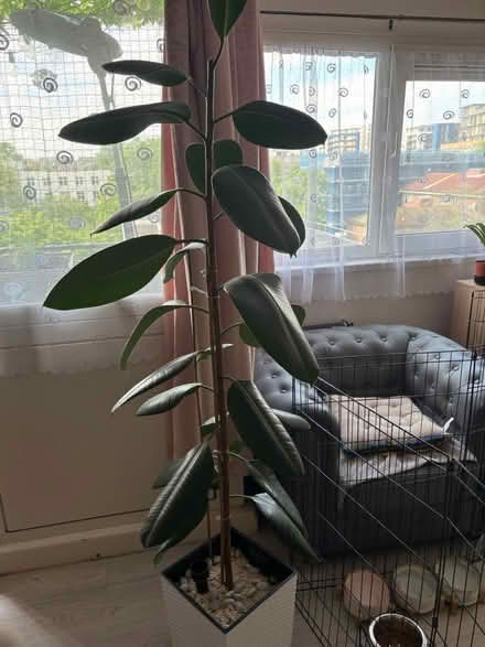 Photo of free Rubber plants (CV1) #2