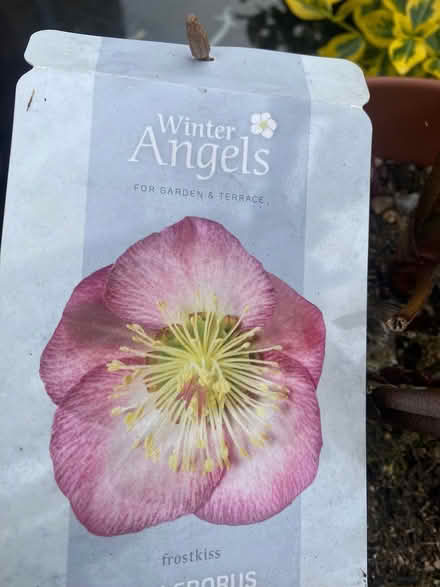 Photo of free Garden plant (Southdown) #2
