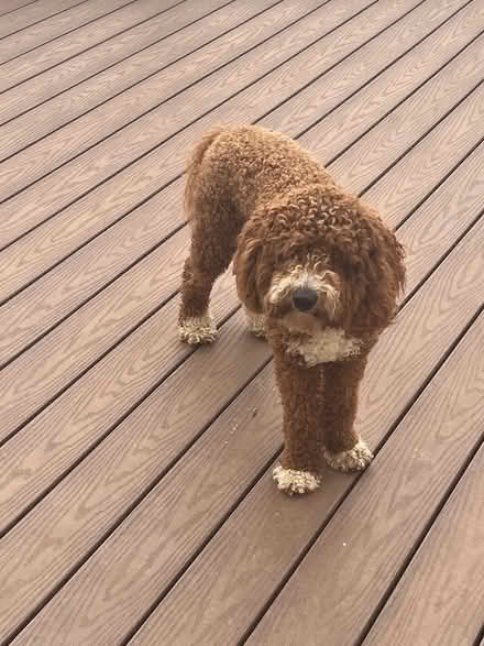 Photo of free Golden doodle (Abingdon) #2