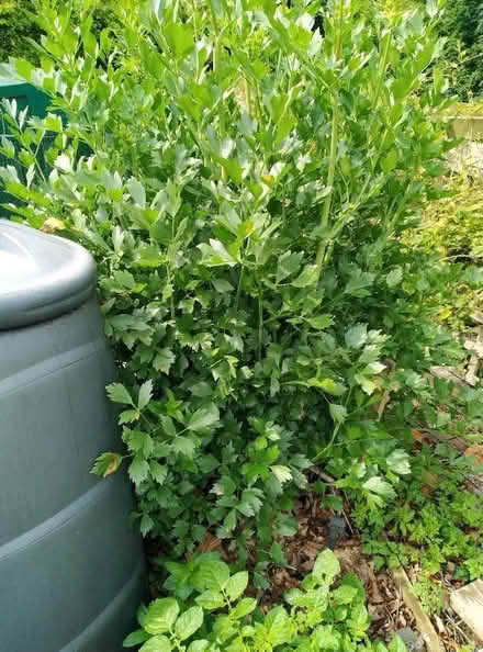 Photo of free Spare herb plants (Kennington OX1) #3
