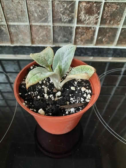 Photo of free Stachys lambs ear cutting (Morden SM4) #2