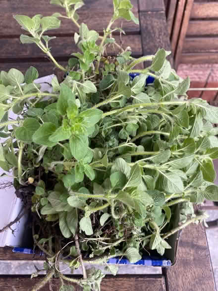 Photo of free Oregano for your garden (Orleans) #1