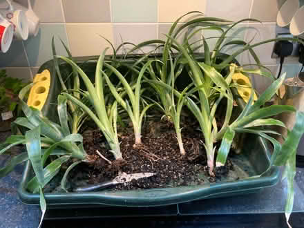 Photo of free Bromeliad Queen’s Tears indoor plant divisions (Bilton CV22) #1
