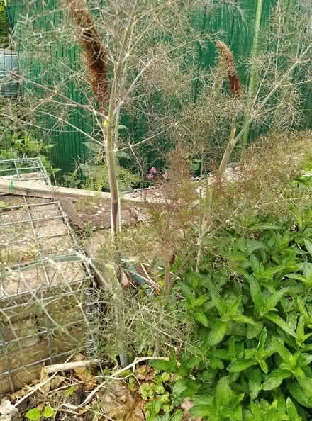 Photo of free Spare herb plants (Kennington OX1) #1