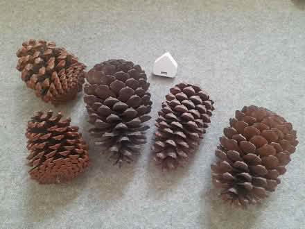 Photo of free Giant pinecones (AB10) #1