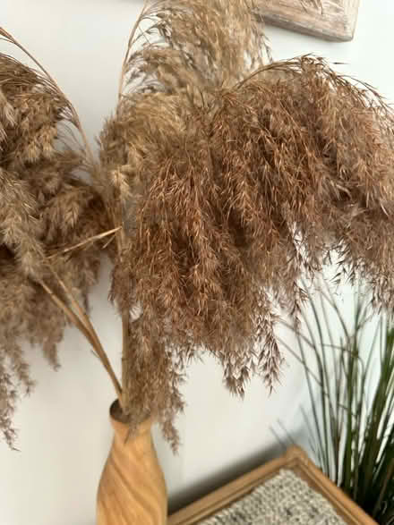 Photo of free Pampas in wooden vase (So19 9ah) #3