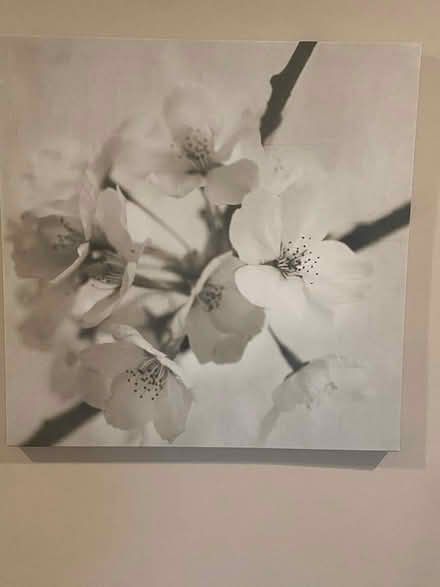 Photo of free 3 botanical prints on canvas (Ardmore) #4