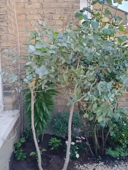 Photo of free Eucalyptus Plant (Fulham SW6) #1