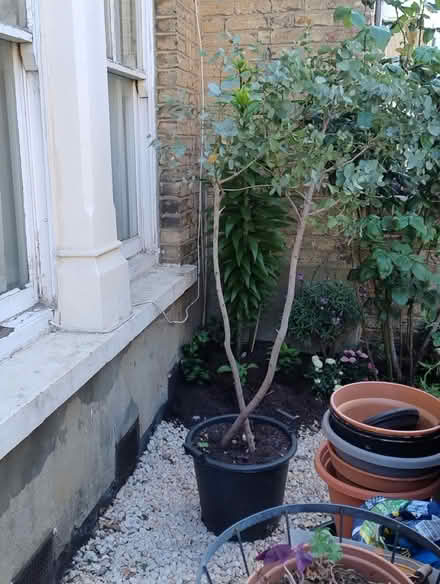 Photo of free Eucalyptus Plant (Fulham SW6) #2