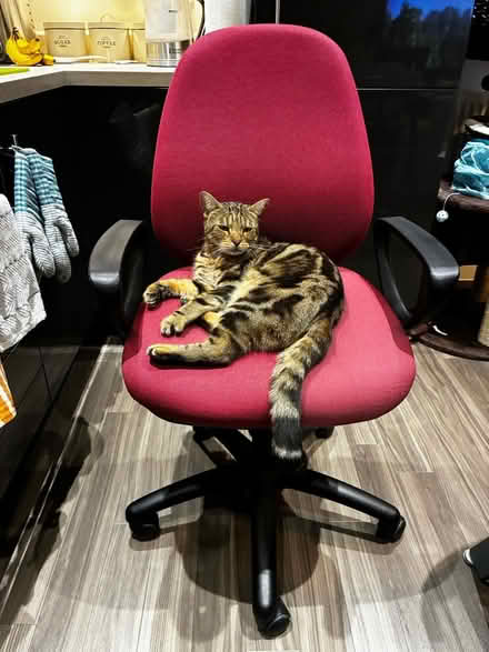 Photo of free Office chair (Wandle Park) #1