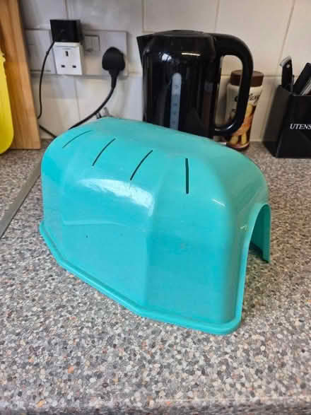 Photo of free Guinea pig (Loughborough LE11) #1