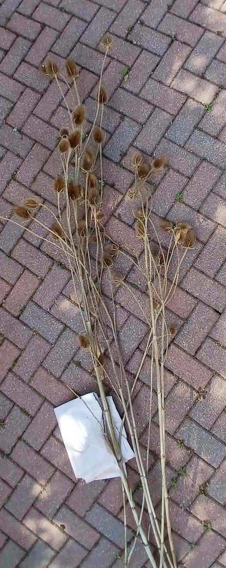 Photo of free Teasels... (Saint Marychurch TQ1) #1