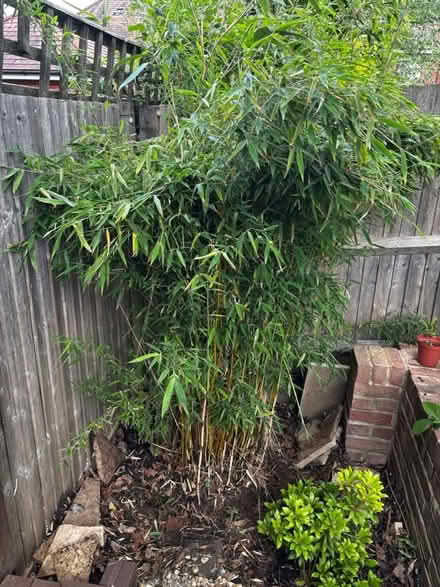 Photo of free Bamboo plant (Hinchley Wood KT10) #1