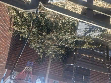 Photo of free Lots of wood and branches (Ellesmere port) #2