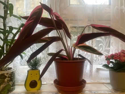 Photo of free Calathea tristar house plant (Southdown) #1