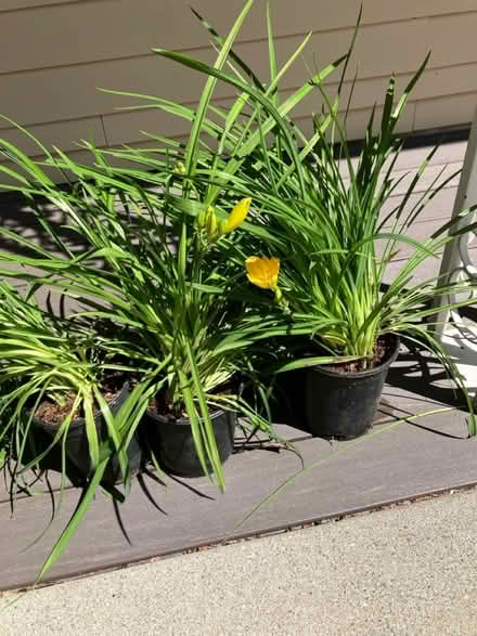 Photo of free yellow day lillies (Bellevue) #1