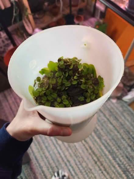 Photo of free Floating plants for aquaria (King of Prussia) #2