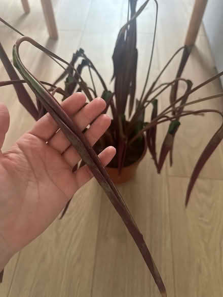 Photo of free Plant (Old Windsor) #1