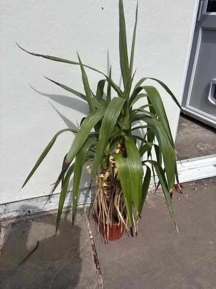 Photo of free House plants (Belle Vue SY3) #2