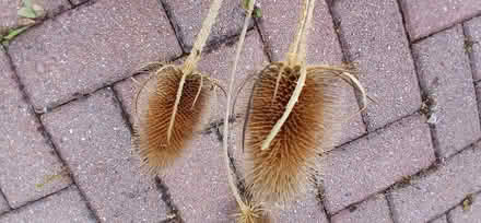 Photo of free Teasels... (Saint Marychurch TQ1) #2