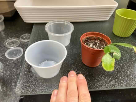 Photo of Small plant pots or plastic dip/chutney/sauce containers (Bilton CV22) #1