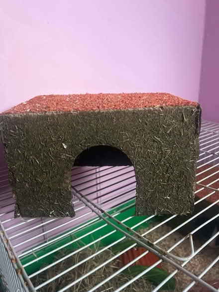 Photo of free Guinea pig house (Pitsea) #1