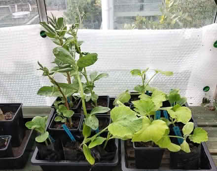 Photo of free a few leftover plants (Dunstable LU6) #1
