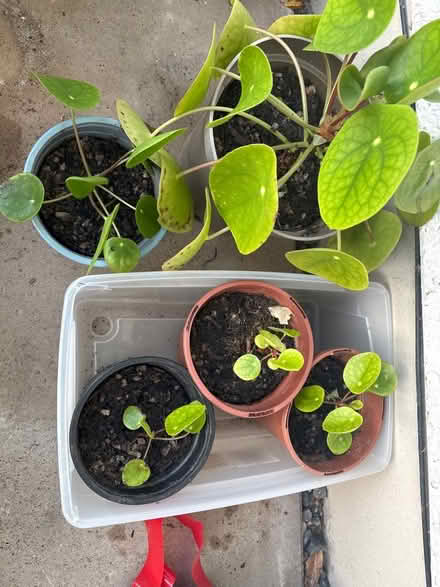 Photo of free Money plants (Oxenholme LA9) #1