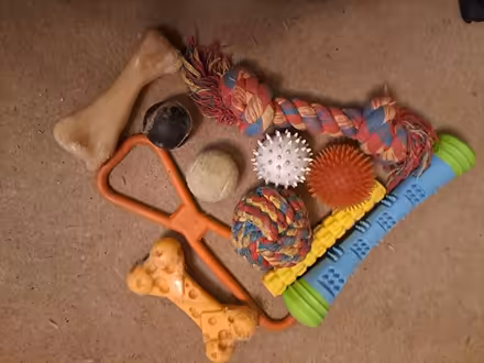 Photo of free Dog toys (Leigh Dawes Green RH2) #1